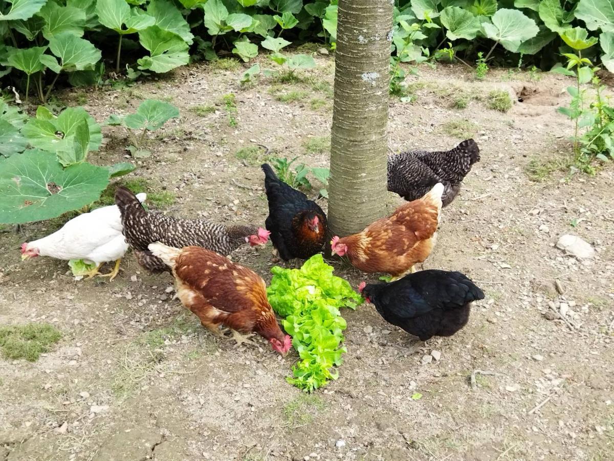 Chalupa Pod Klepacem Králíky المظهر الخارجي الصورة